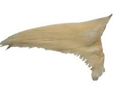 金鲨鱼翅（干）